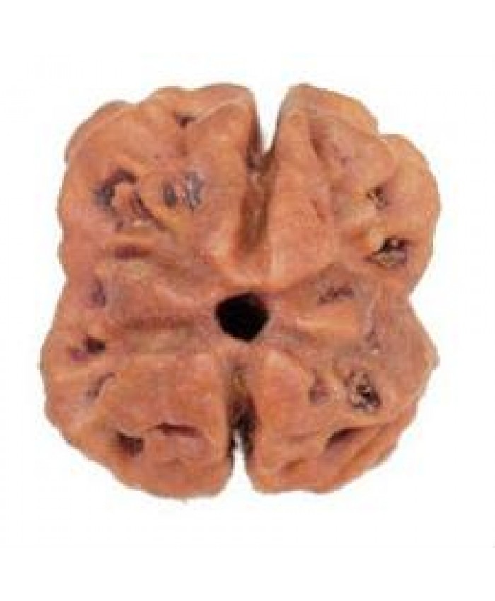 2 Mukhi Rudraksha